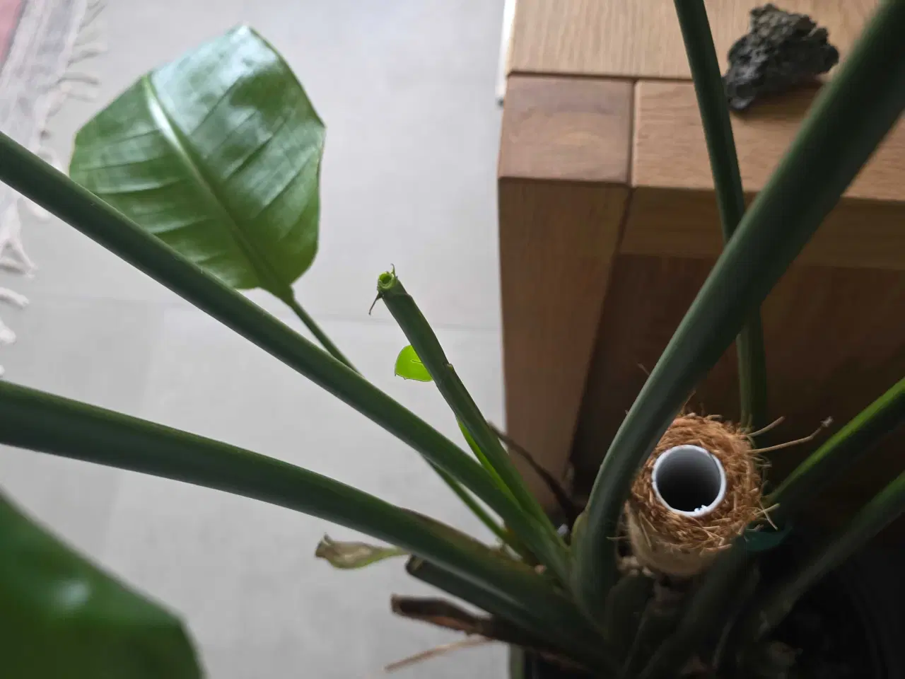 Billede 2 - Paradisfugl plante 150 cm. (Strelitzia 'Nicolai')