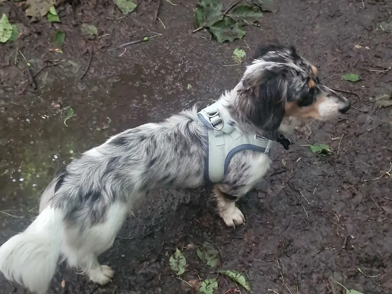Billede 1 - Parring merle Gravhund han
