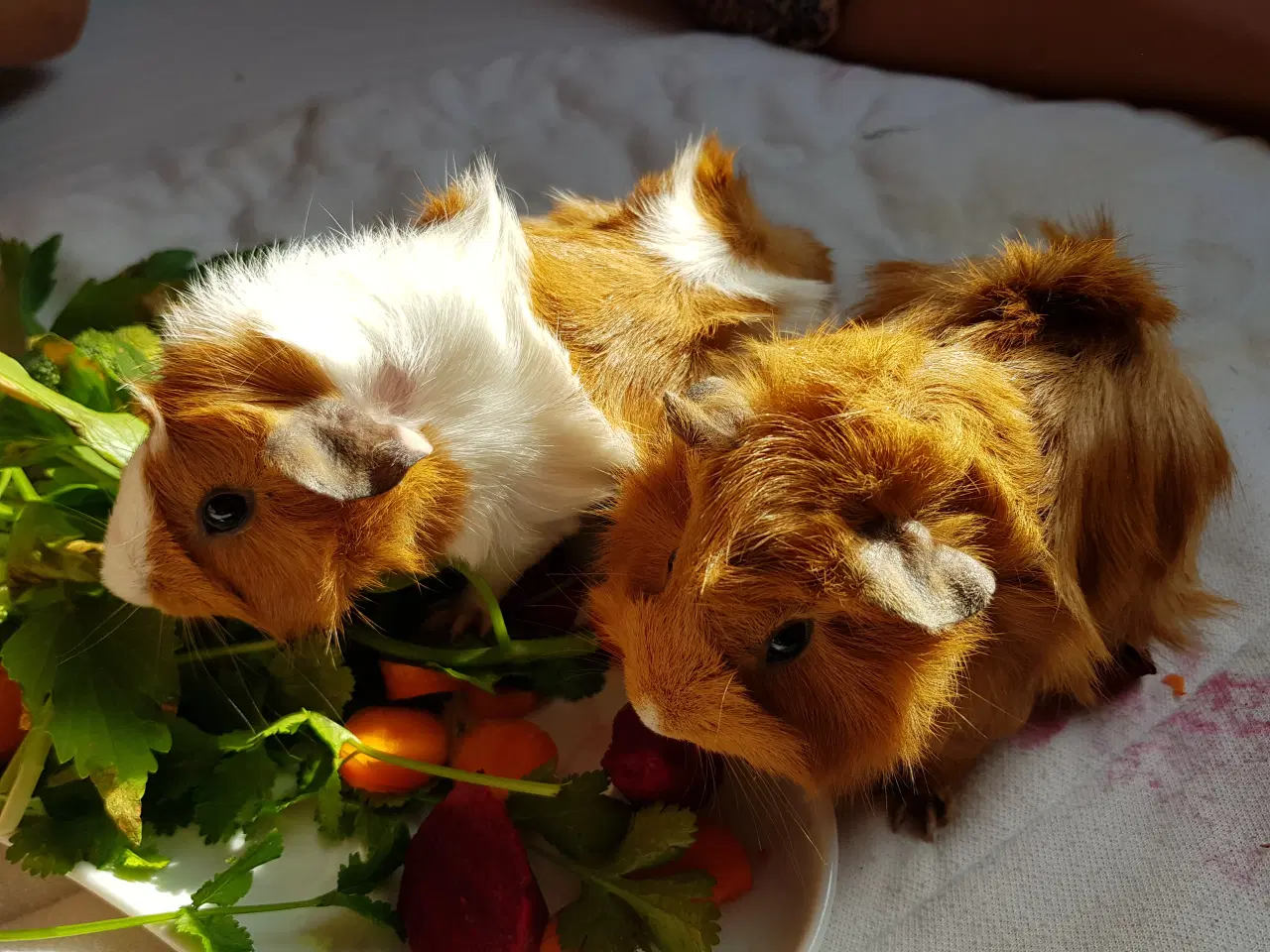 Billede 6 - To søde tamme hunmarsvin søger kærligt hjem