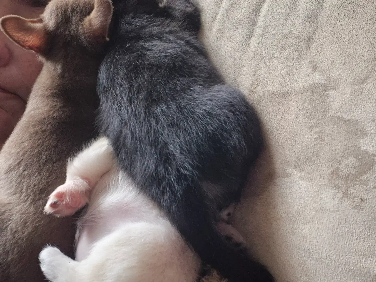 Billede 3 - Chihuahua hvalpe 