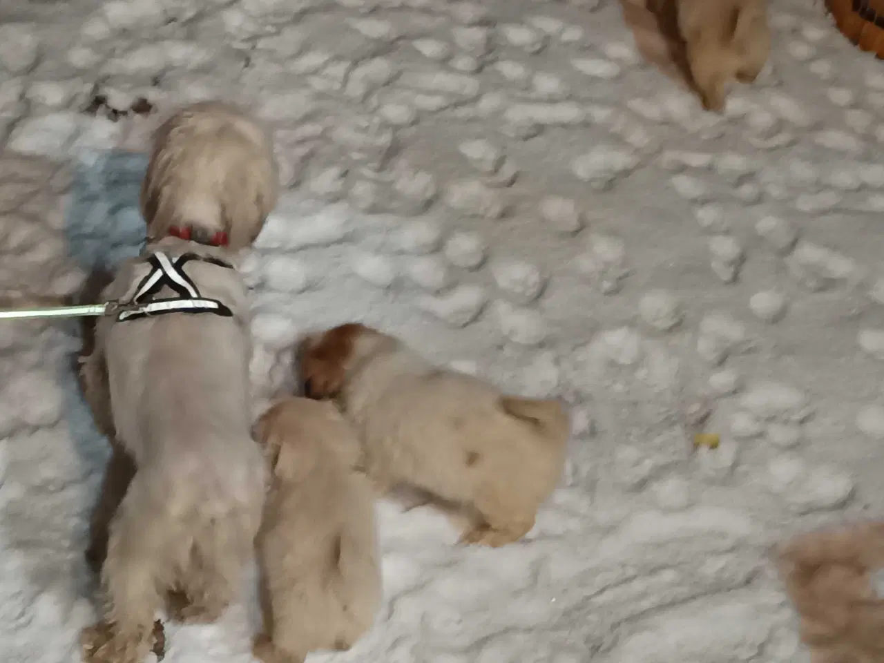 Billede 11 - Lækre hvapser 