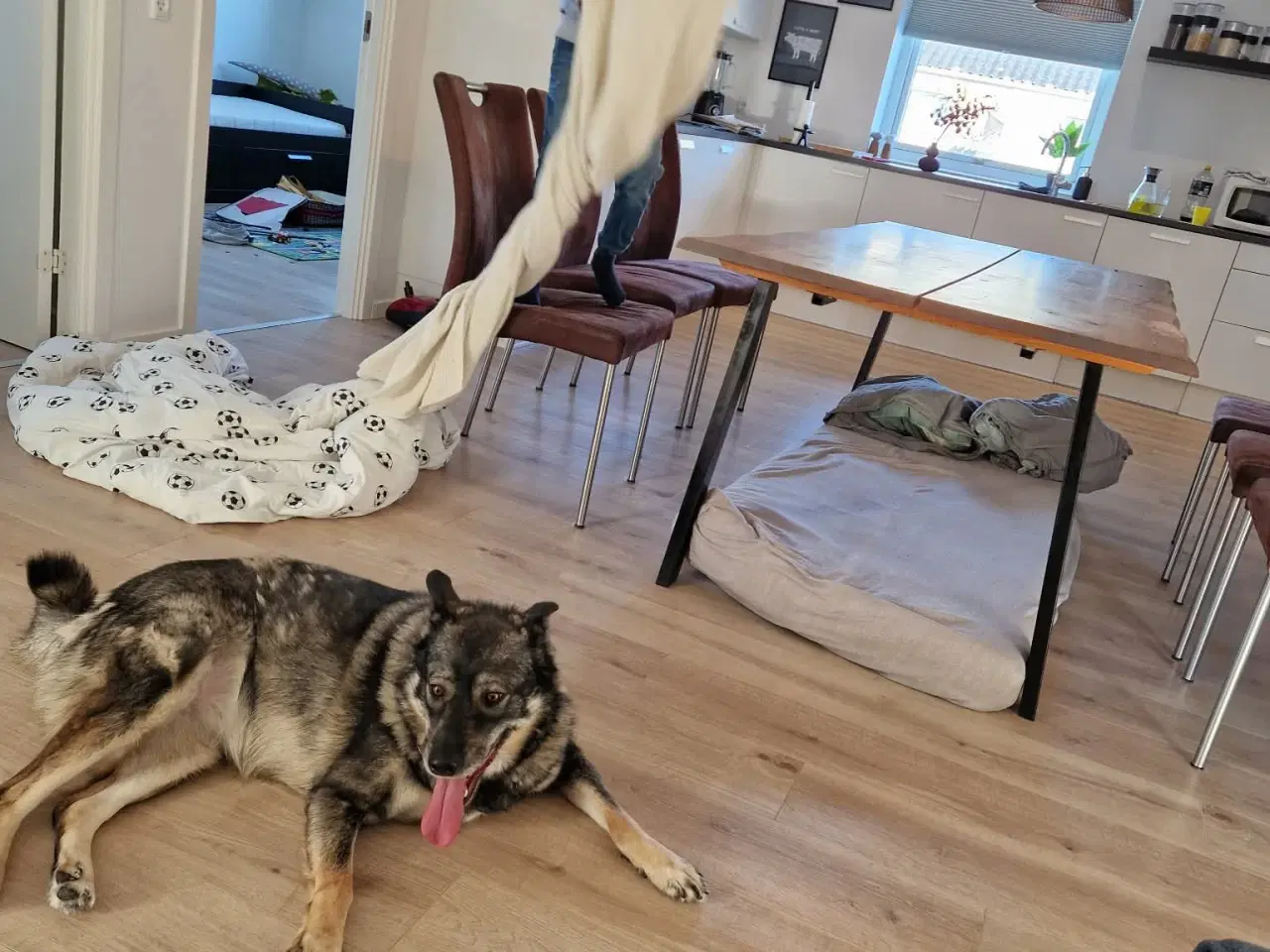 Billede 2 - Smukke, dejlige Tubs søger sit sidste hjem 🏡💞