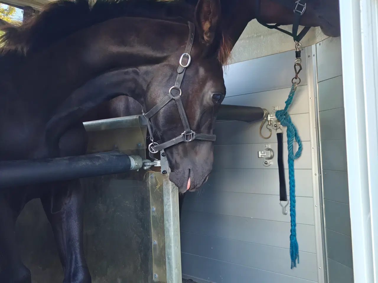 Billede 4 - Føl hingst hest