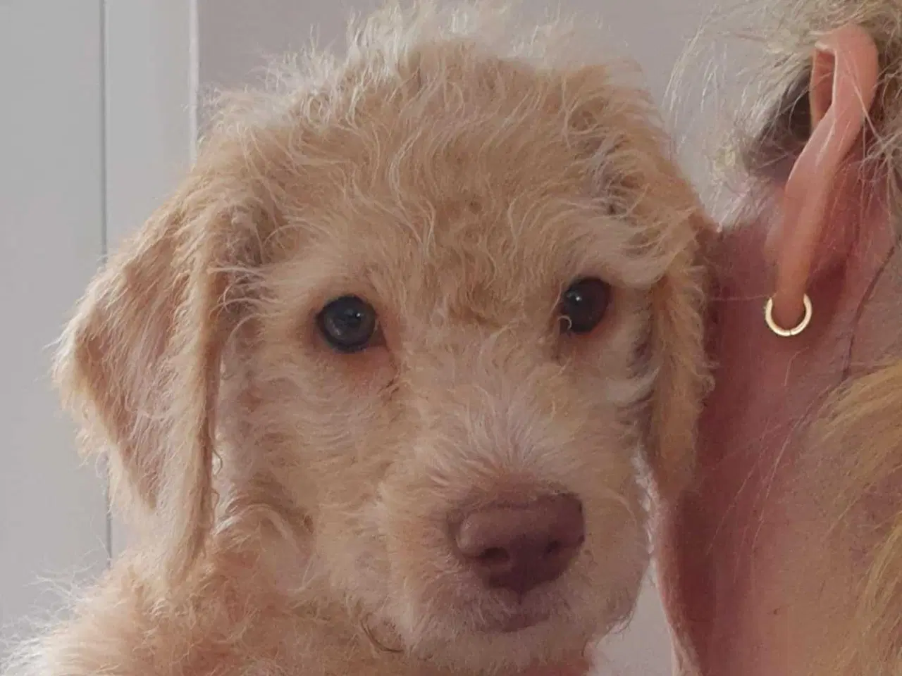 Billede 3 - Charmerende, kærlig labradoodle hvalp