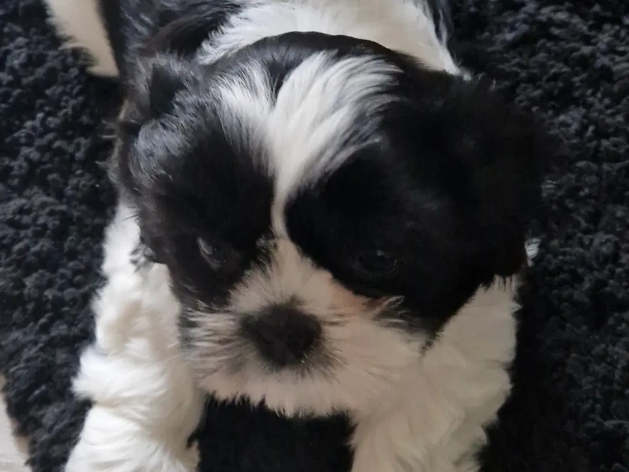 Billede 2 - Shih Tzu hvalp ( Salgsklar )