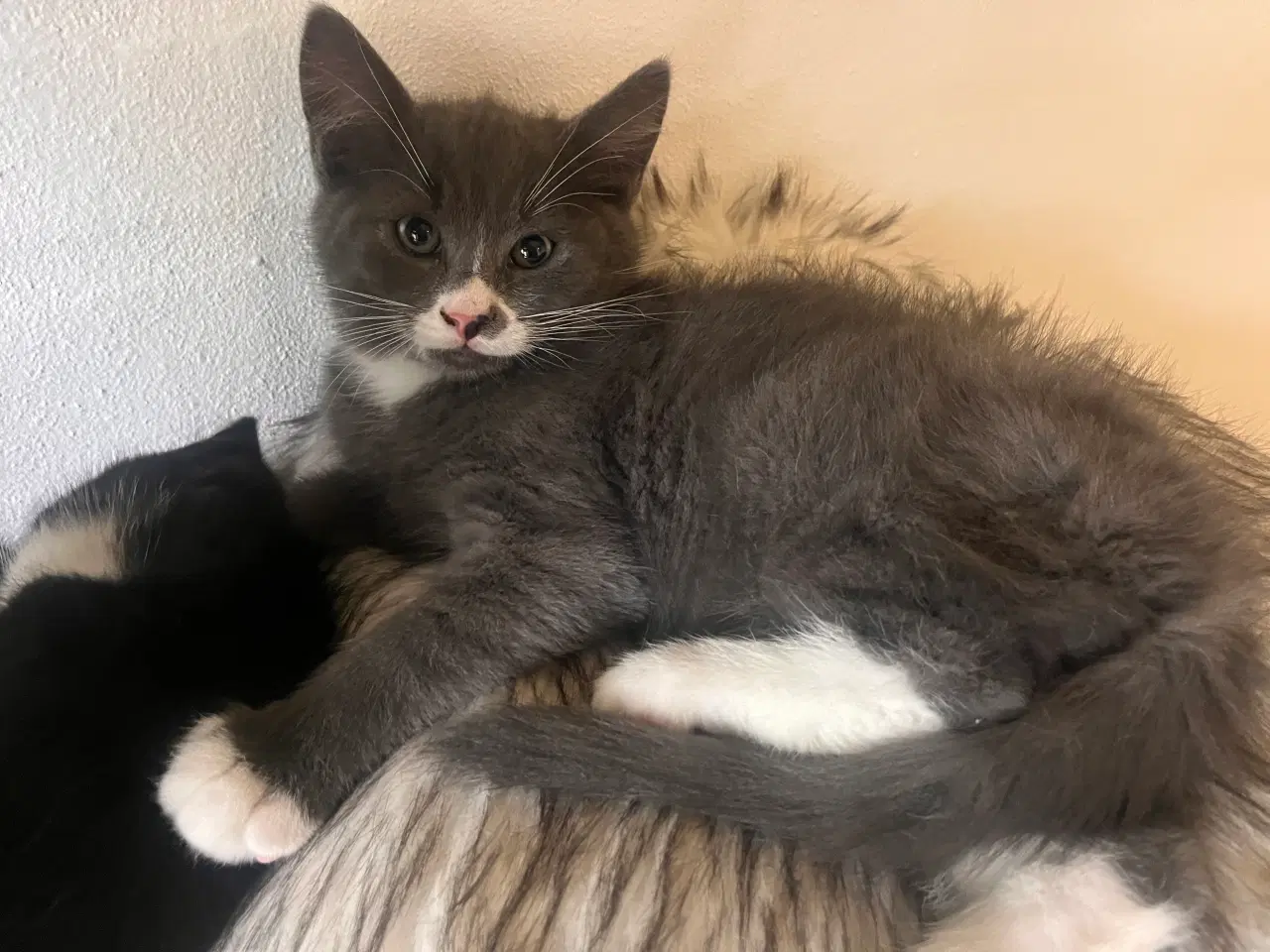 Billede 11 - Maine coon blanding