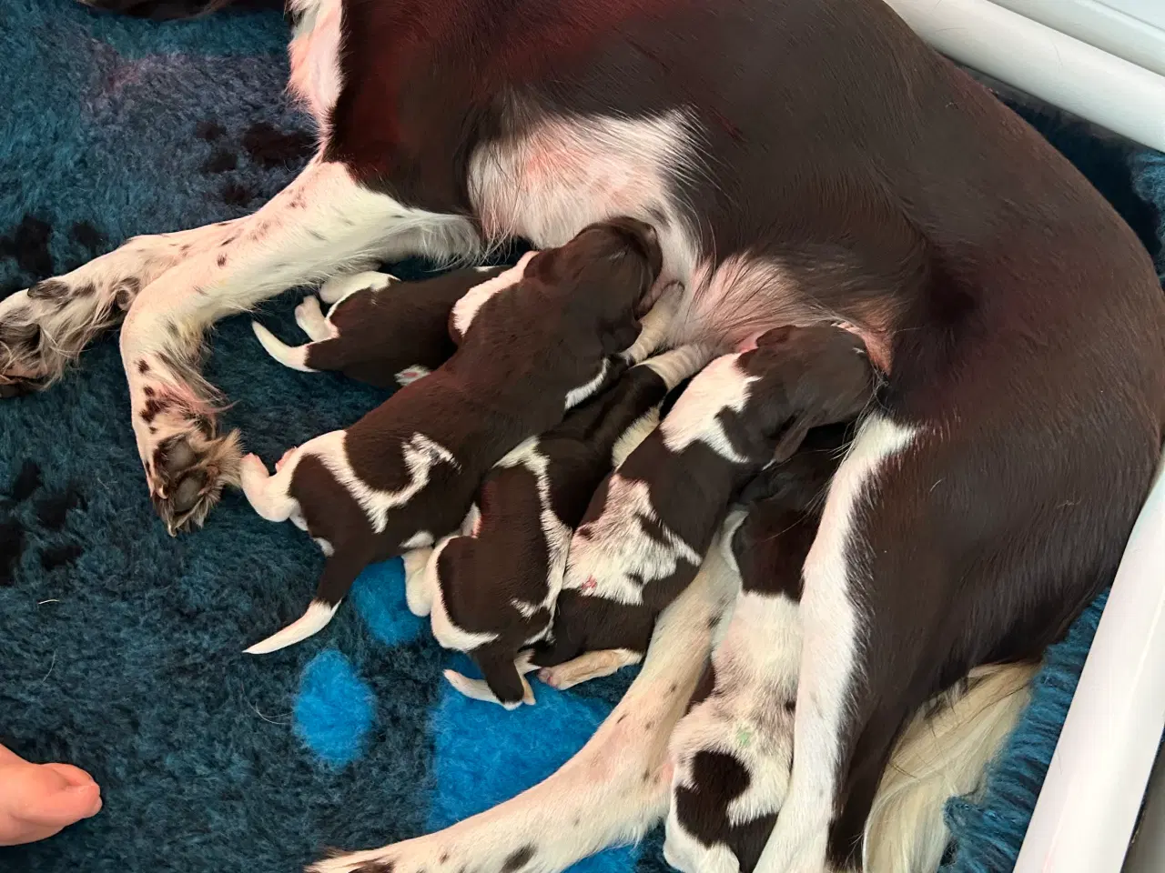 Billede 7 - Kleiner Münsteländer hvalpe