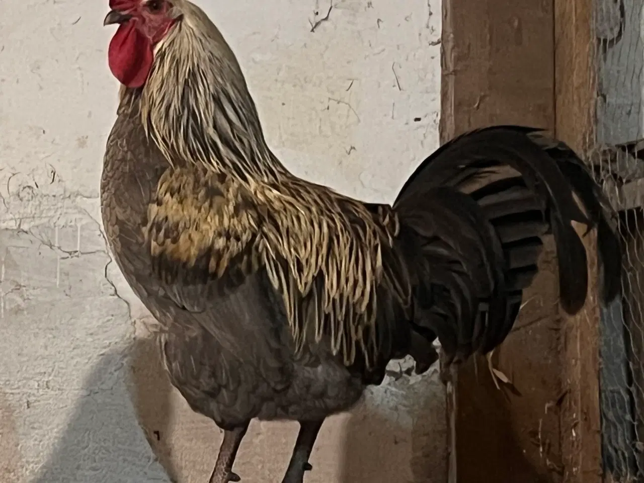 Billede 5 - Rugeæg fra racehøns