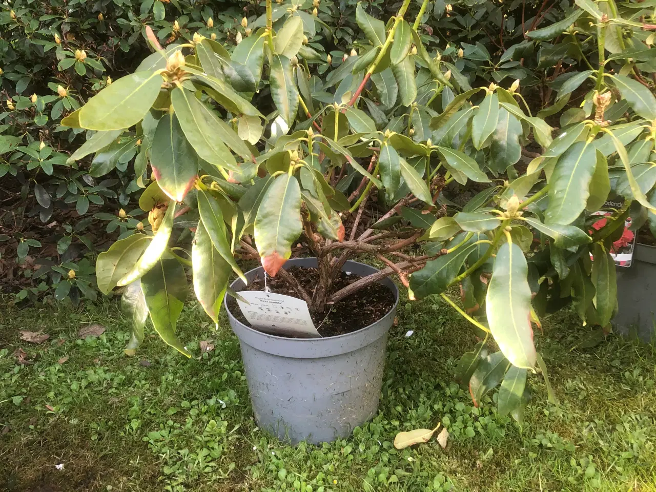 Billede 1 - Rhododendron R. Nova Zembla