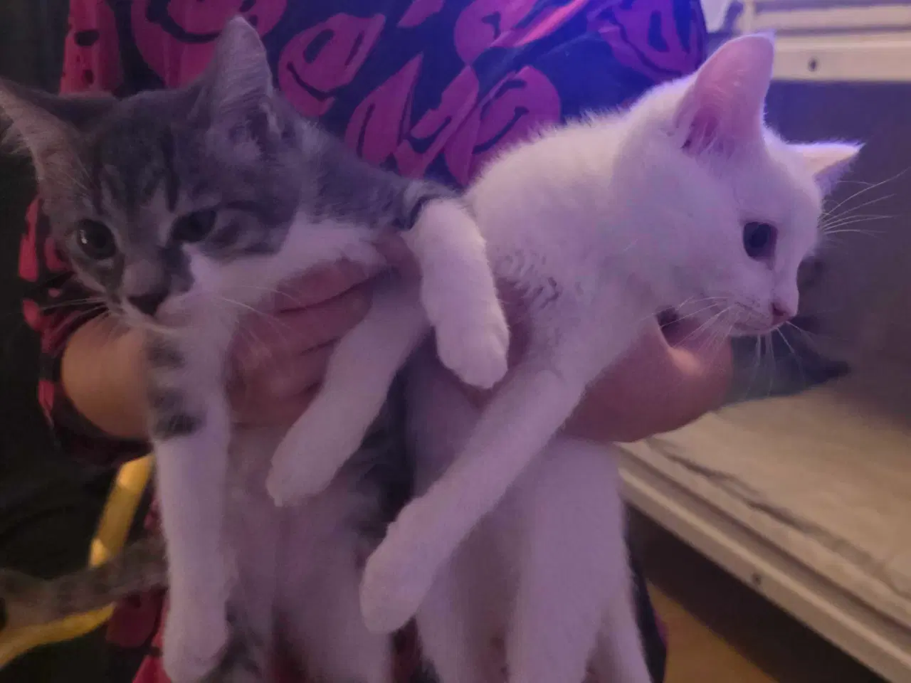 Billede 9 - Søde og kælne blandingskillinger