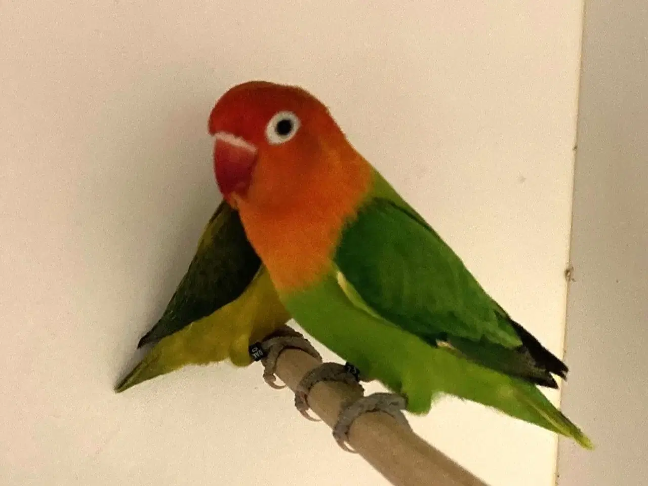 Billede 2 - Rødhovedet Dværgpapegøje