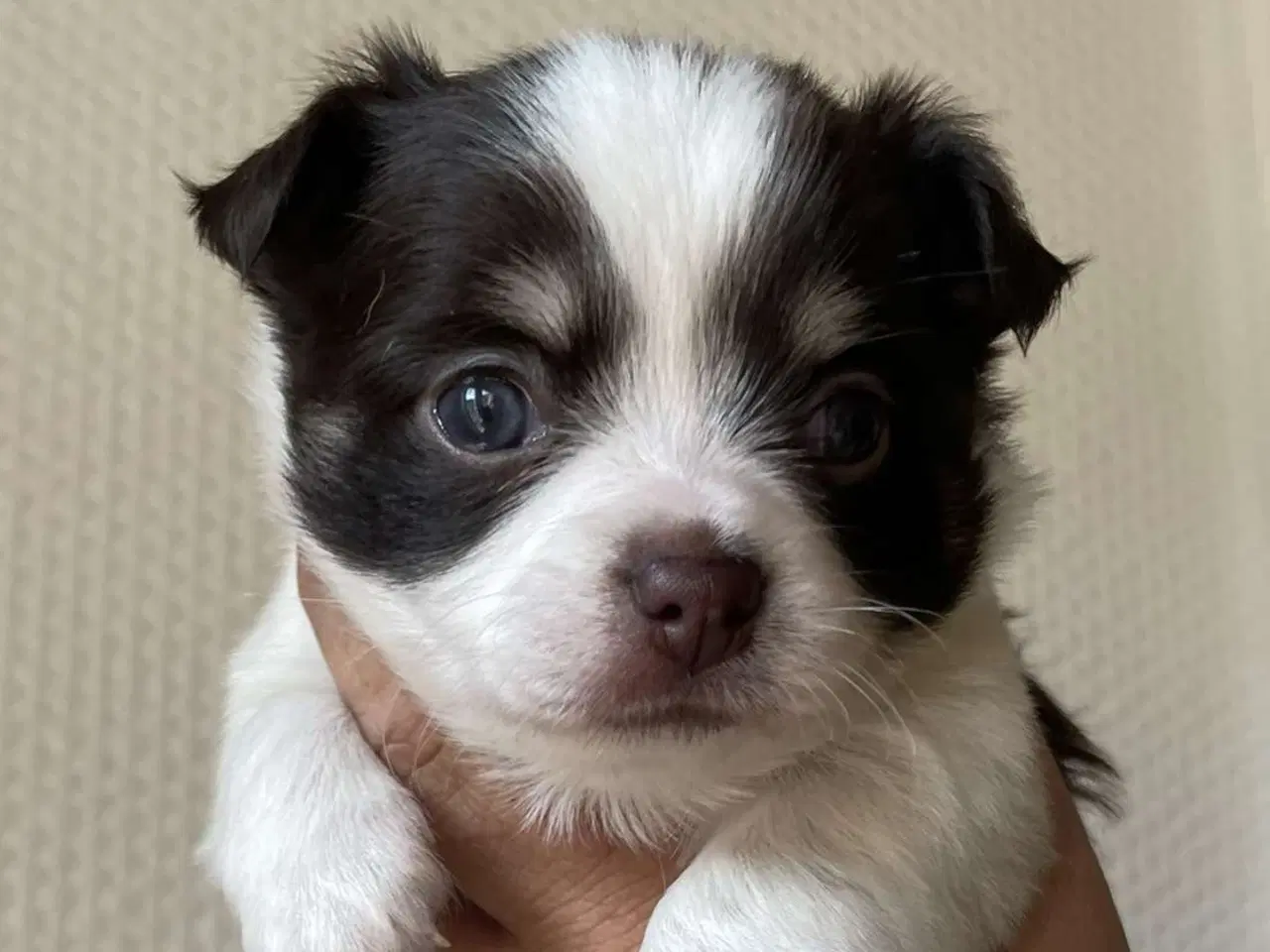 Billede 5 - Chihuahua 