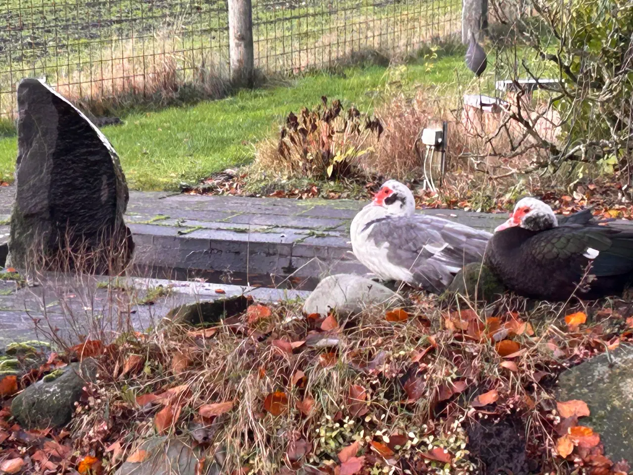 Billede 10 - Moskus Andrikker og lidt Ænder i alle farver