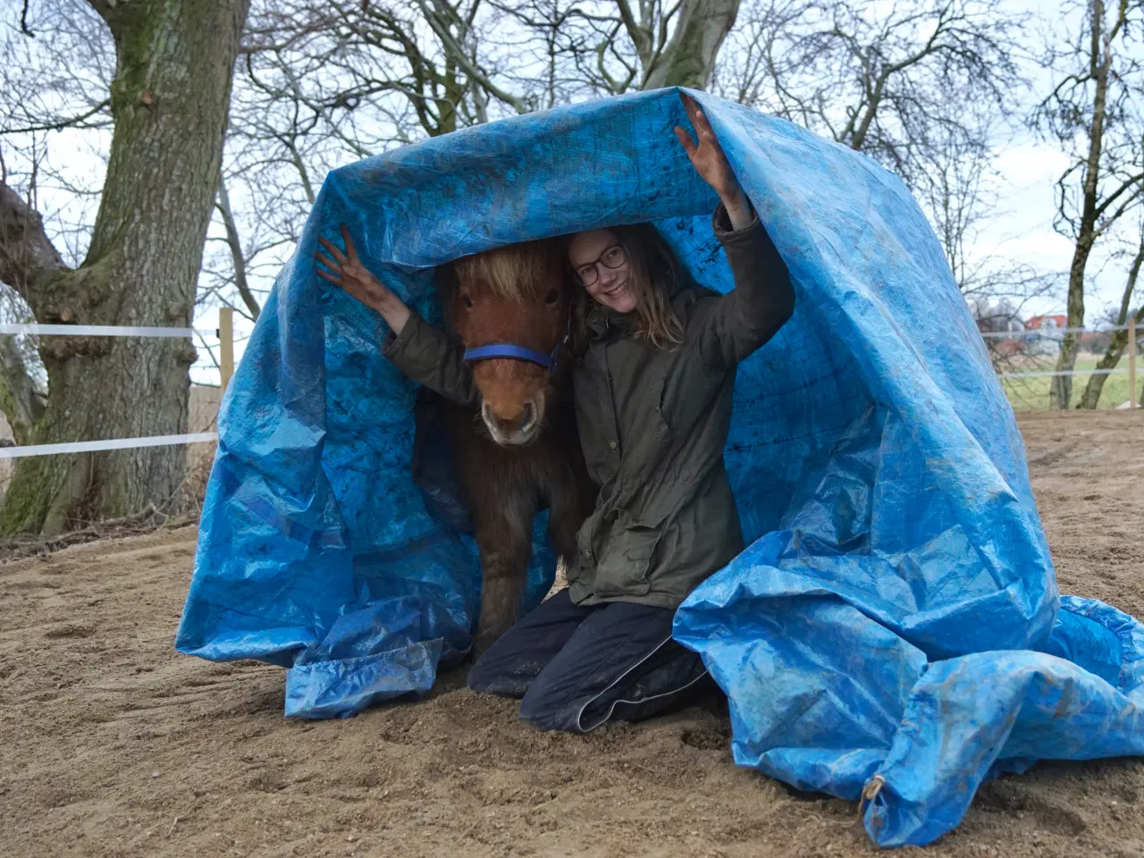 Billede 3 - Shetlænderen Betterøv