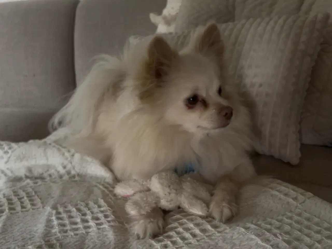 Billede 1 - Pomeranian/chihuahua