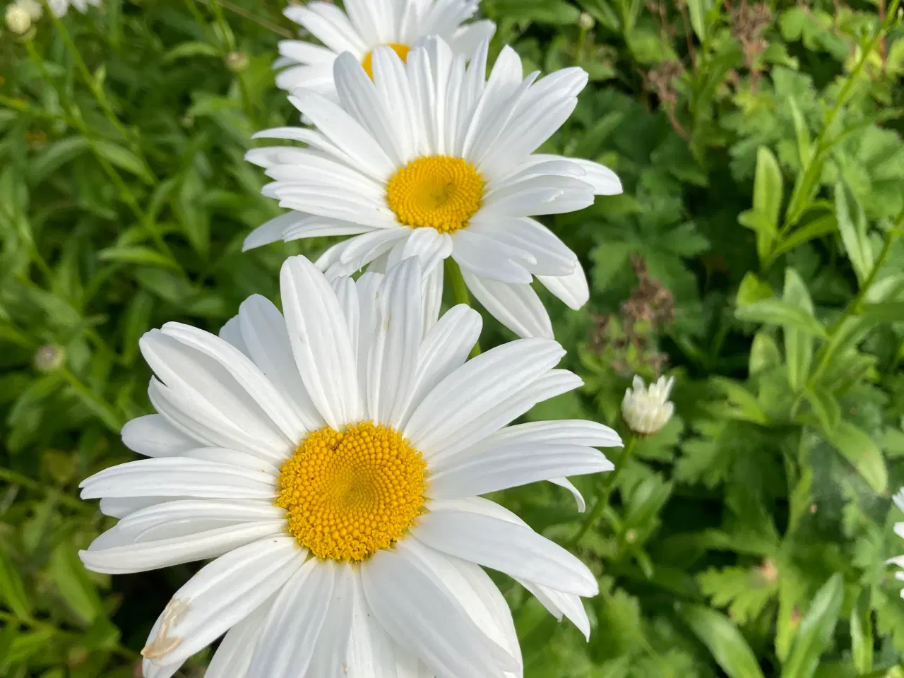 Billede 1 - Marguerit staude