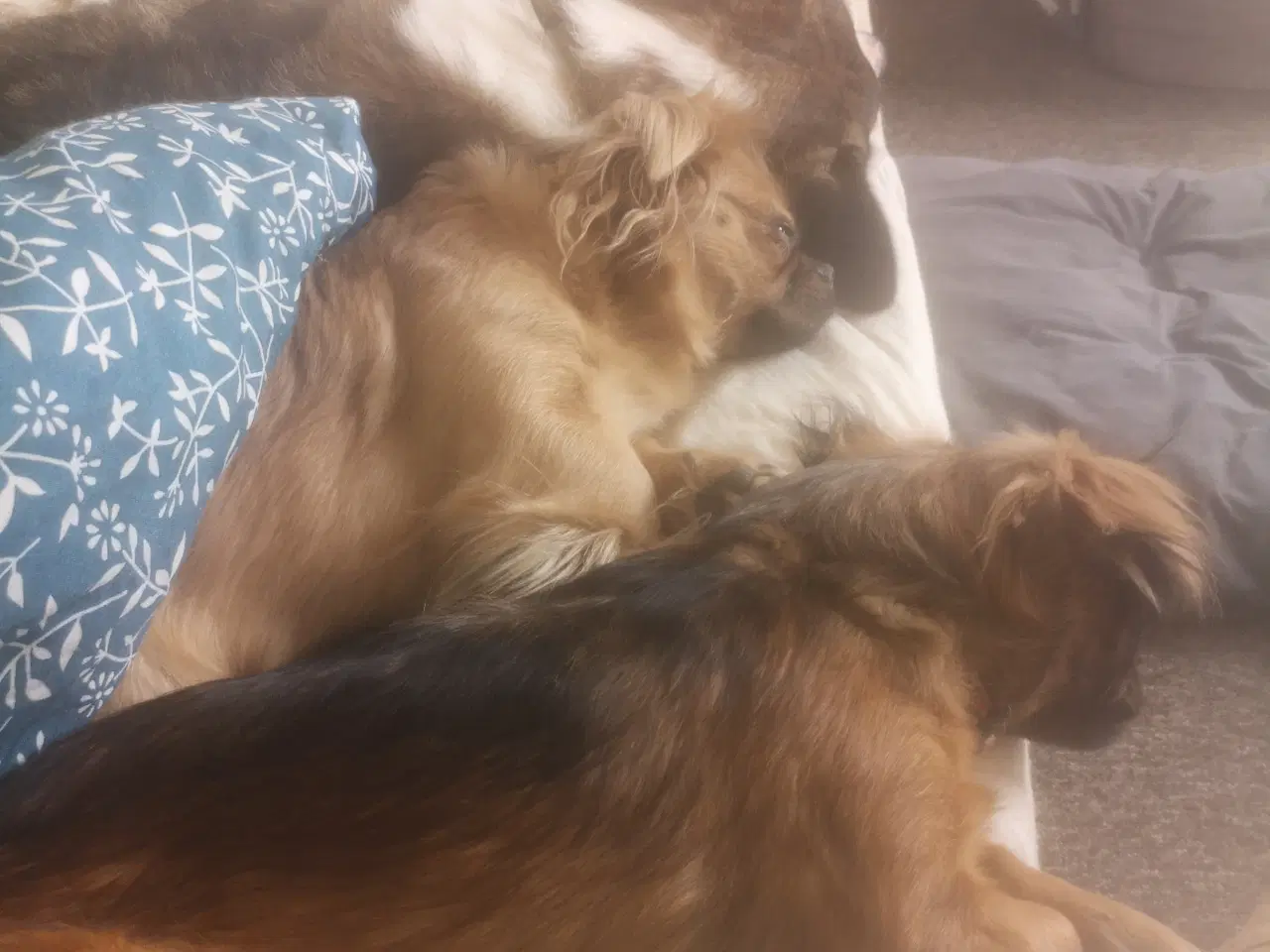 Billede 2 - Dave  omplacering 