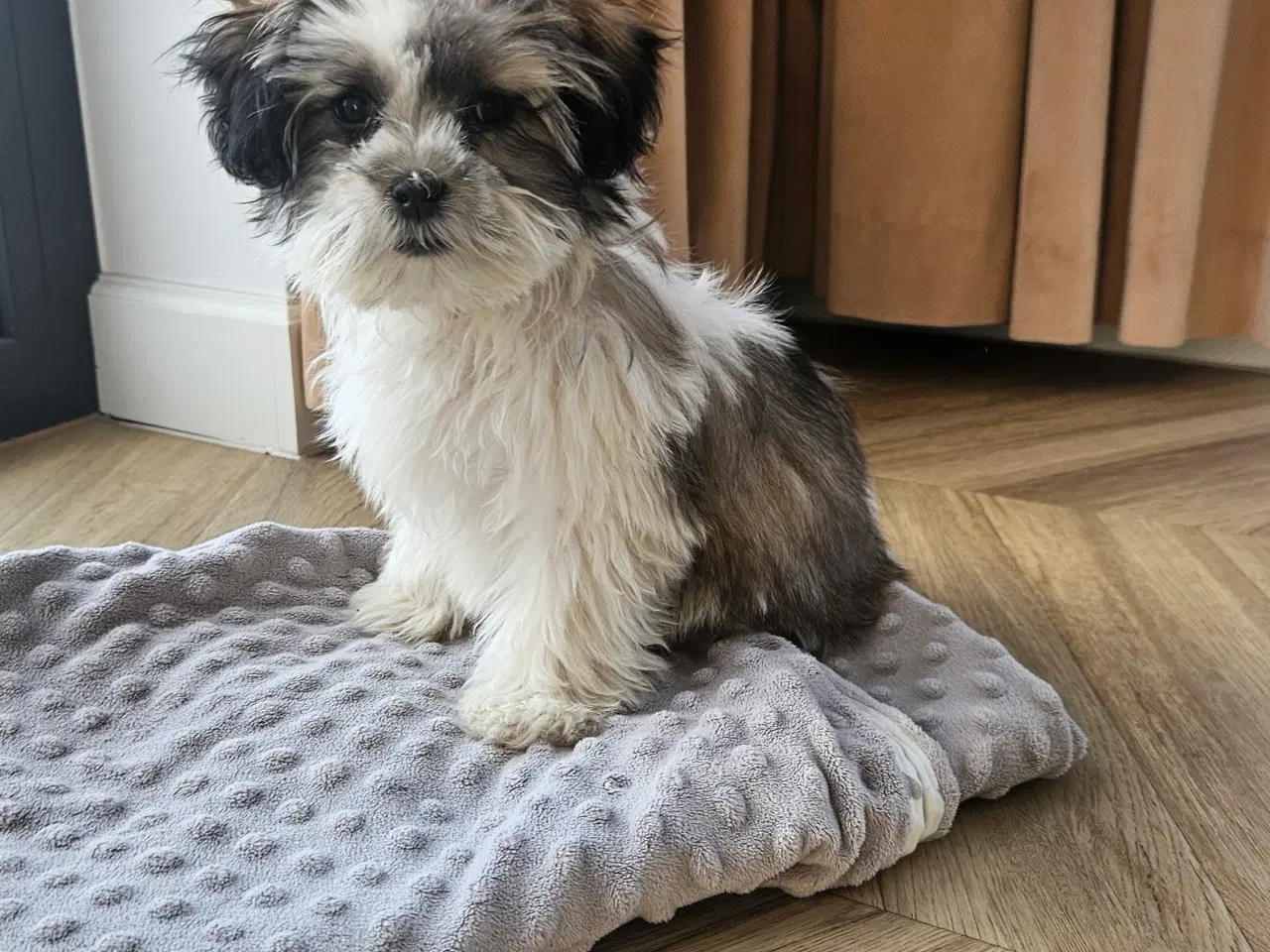 Billede 5 - Shih tzu/ Malteser hvalpe