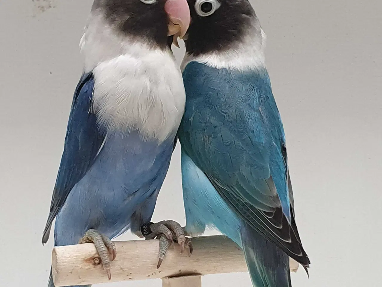 Billede 2 - Sorthovedet Dværgpapegøjepar 