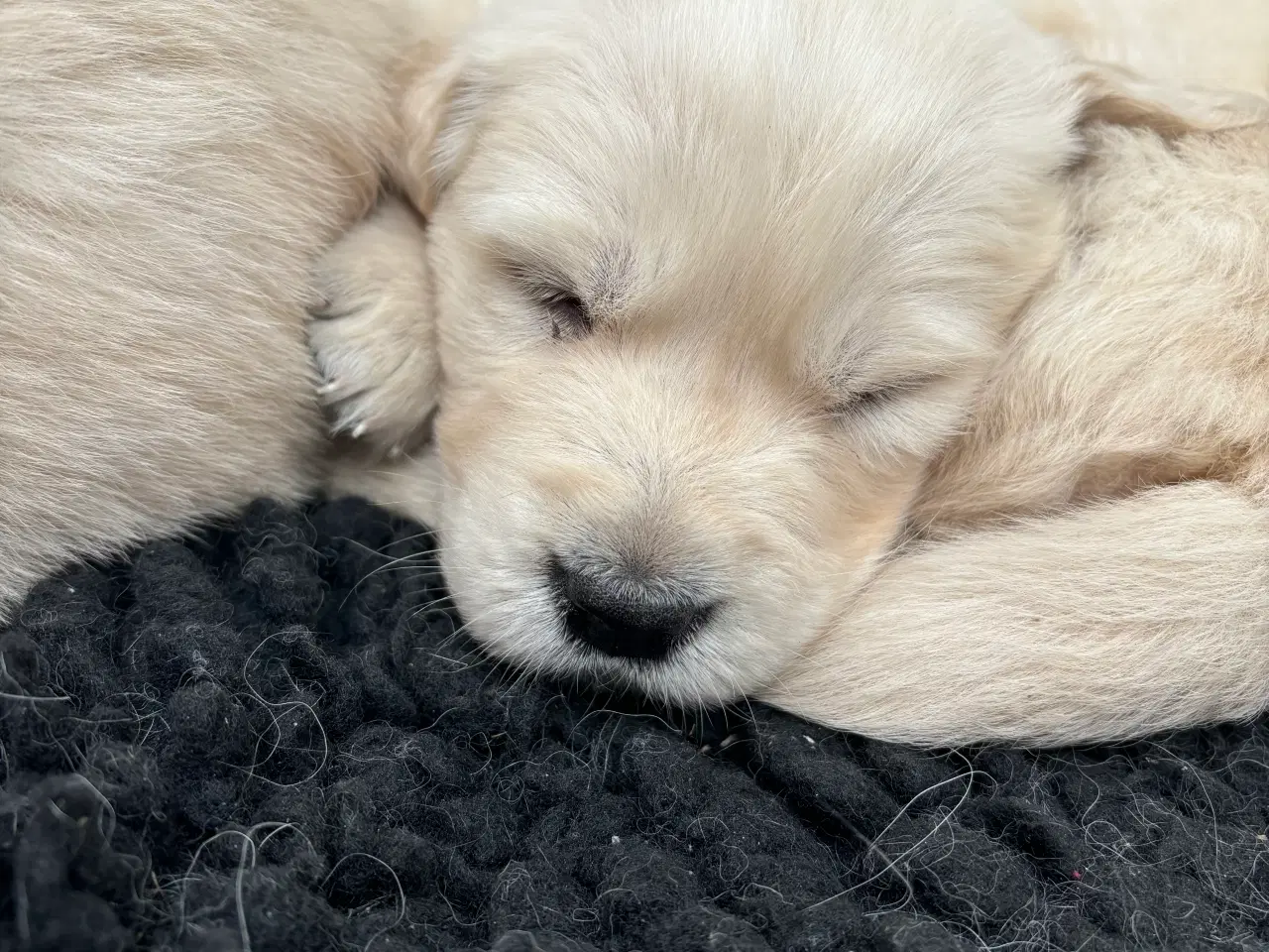 Billede 2 - Golden retriever hvalpe 