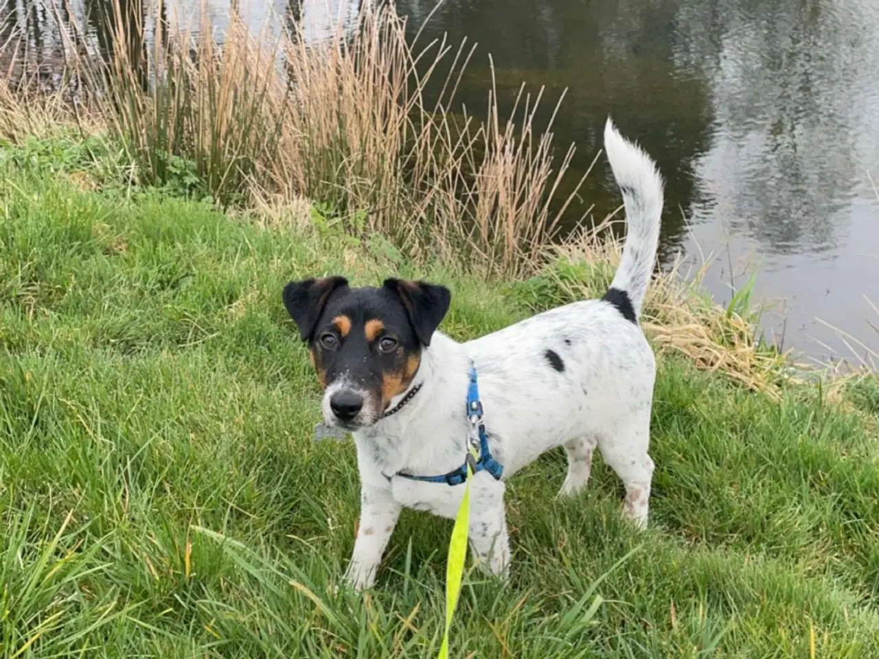 Billede 4 - Jack Russel Han 1 år 7 måneder