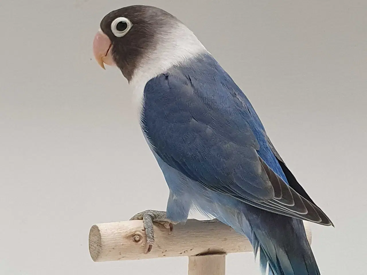 Billede 8 - Meget flot Sorthovedet dværgpapegøje