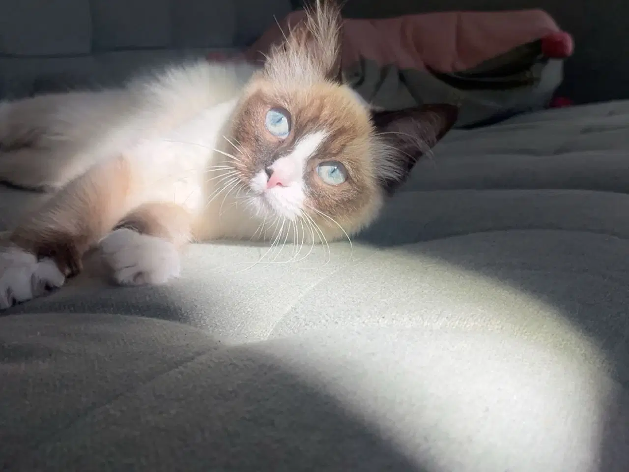Billede 2 - Ragdoll 
