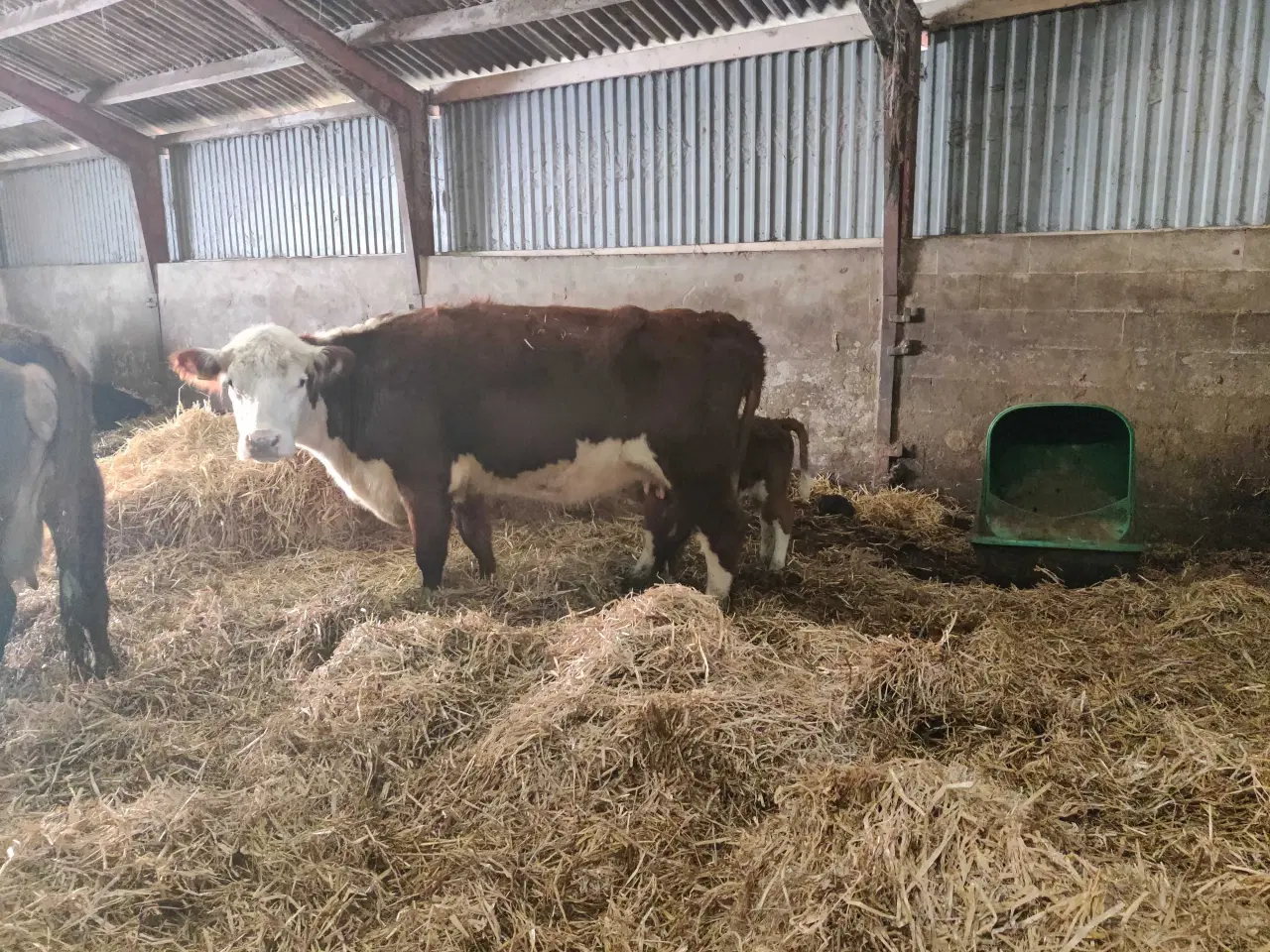 Billede 2 - Hereford køer med kalv sælges