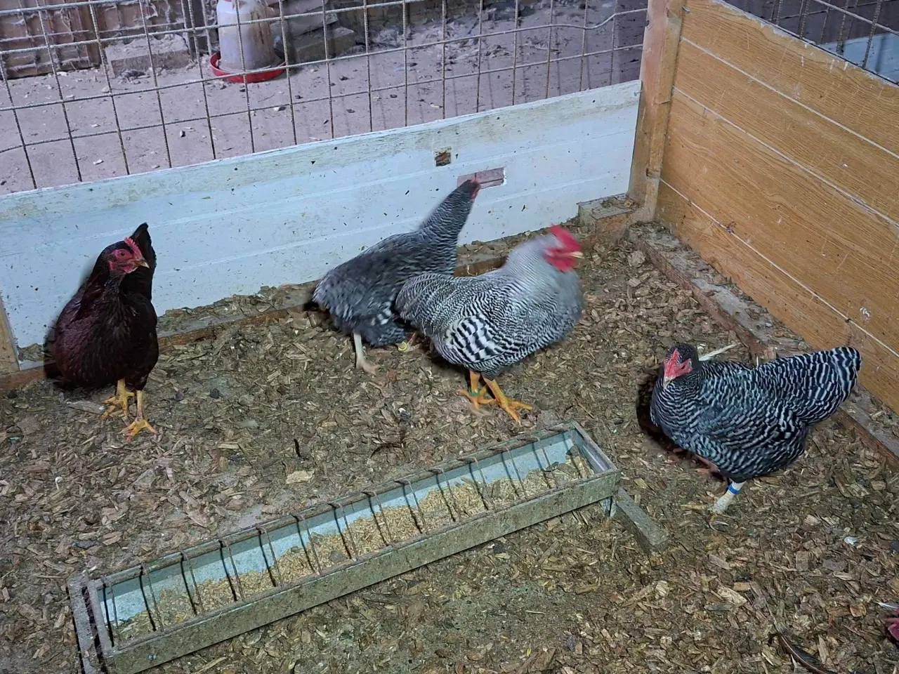 Billede 1 - Dværghøns