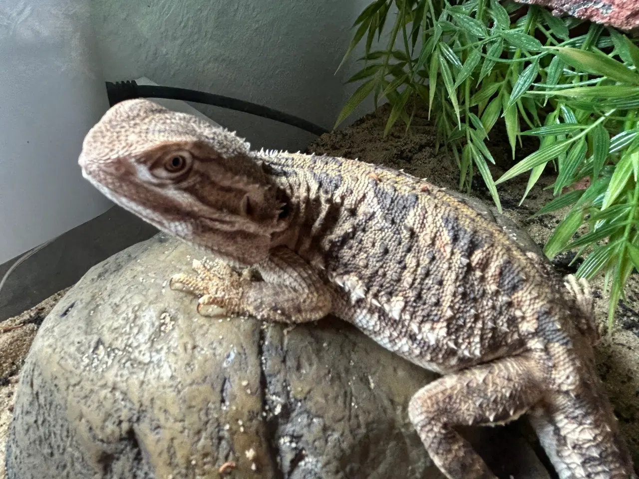 Billede 4 - Dværg skægagame med terrarium og tilbehør