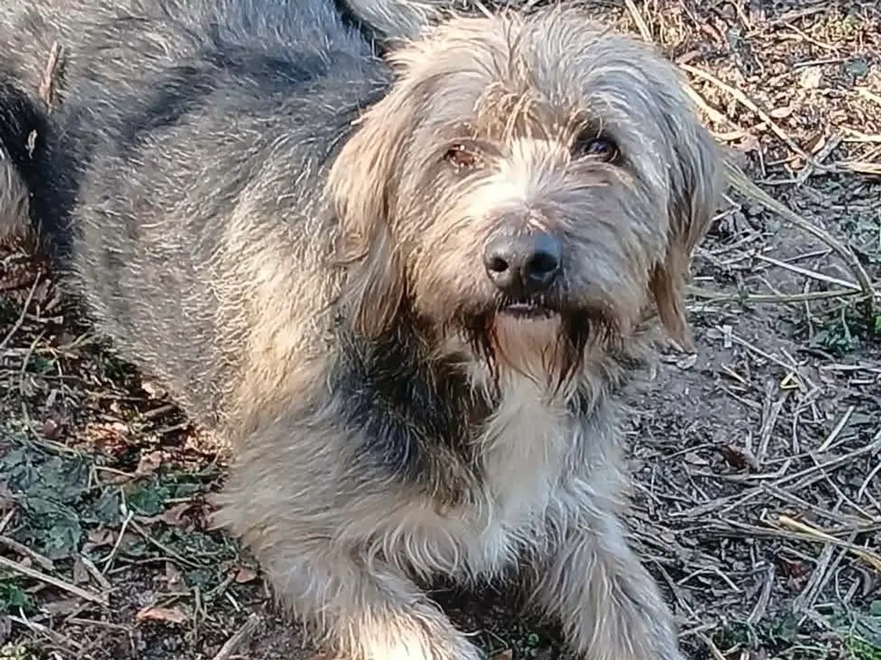 Billede 3 - Sødeste milde j.bieber søger et hjem