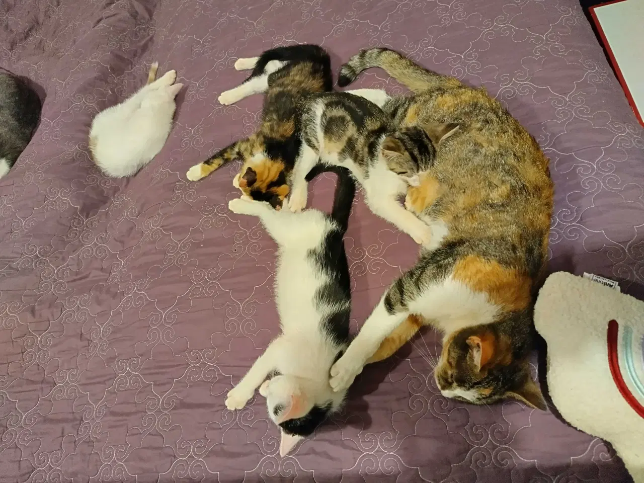 Billede 1 - Kærlige, søde, renlige og legesyge killinger