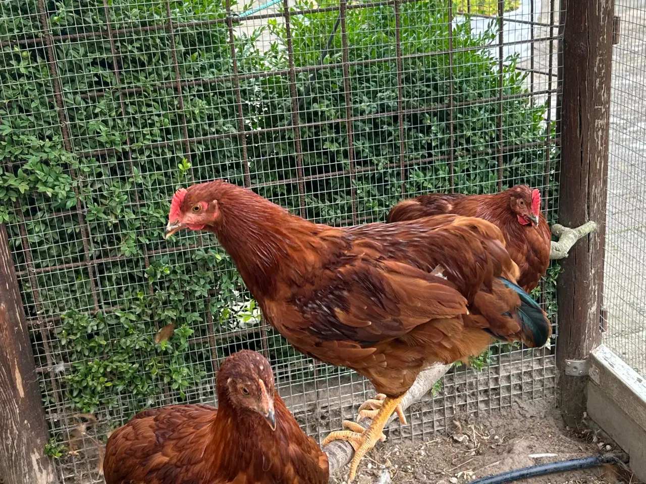 Billede 2 - Rhode Island Red