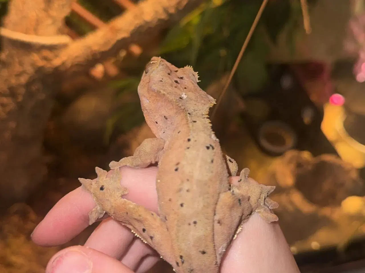 Billede 7 - Sød kronegekko han