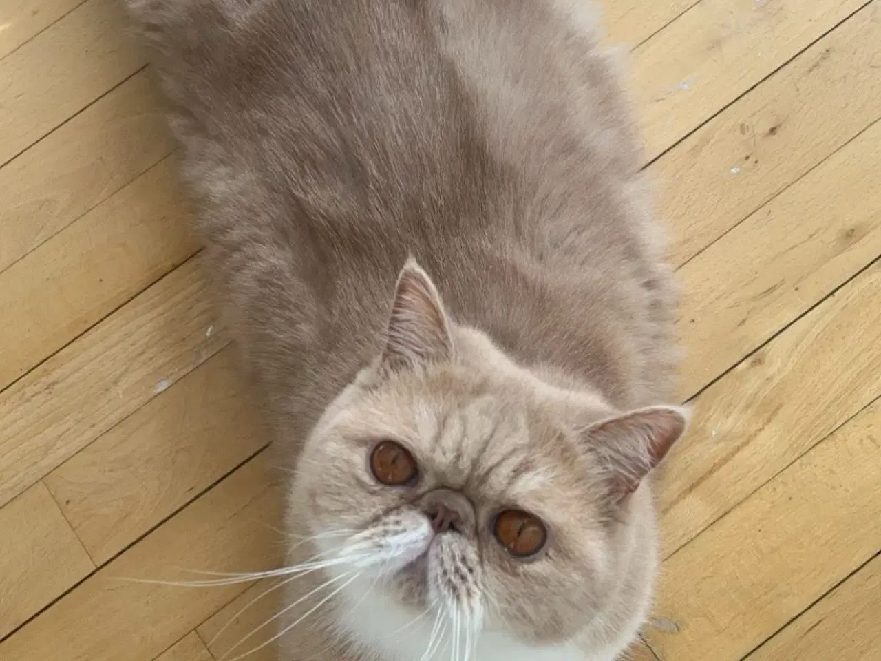 Billede 8 - De to kærligeste perserdrenge søger nye madslave❤️