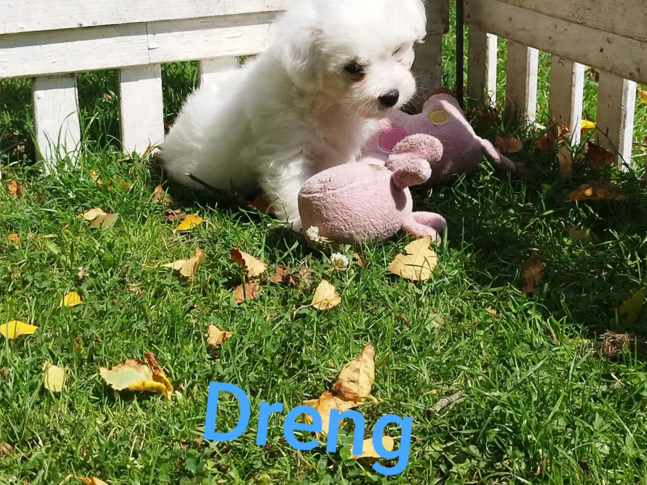 Billede 4 - Coton de tulear