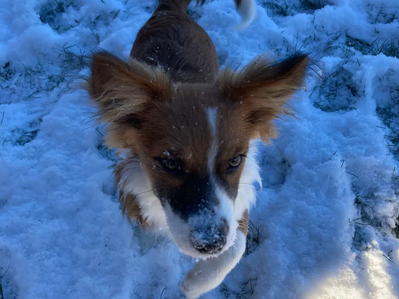 Billede 2 - Corgi terrier