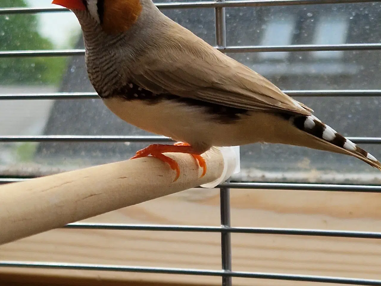 Billede 6 - Zebrafinke par