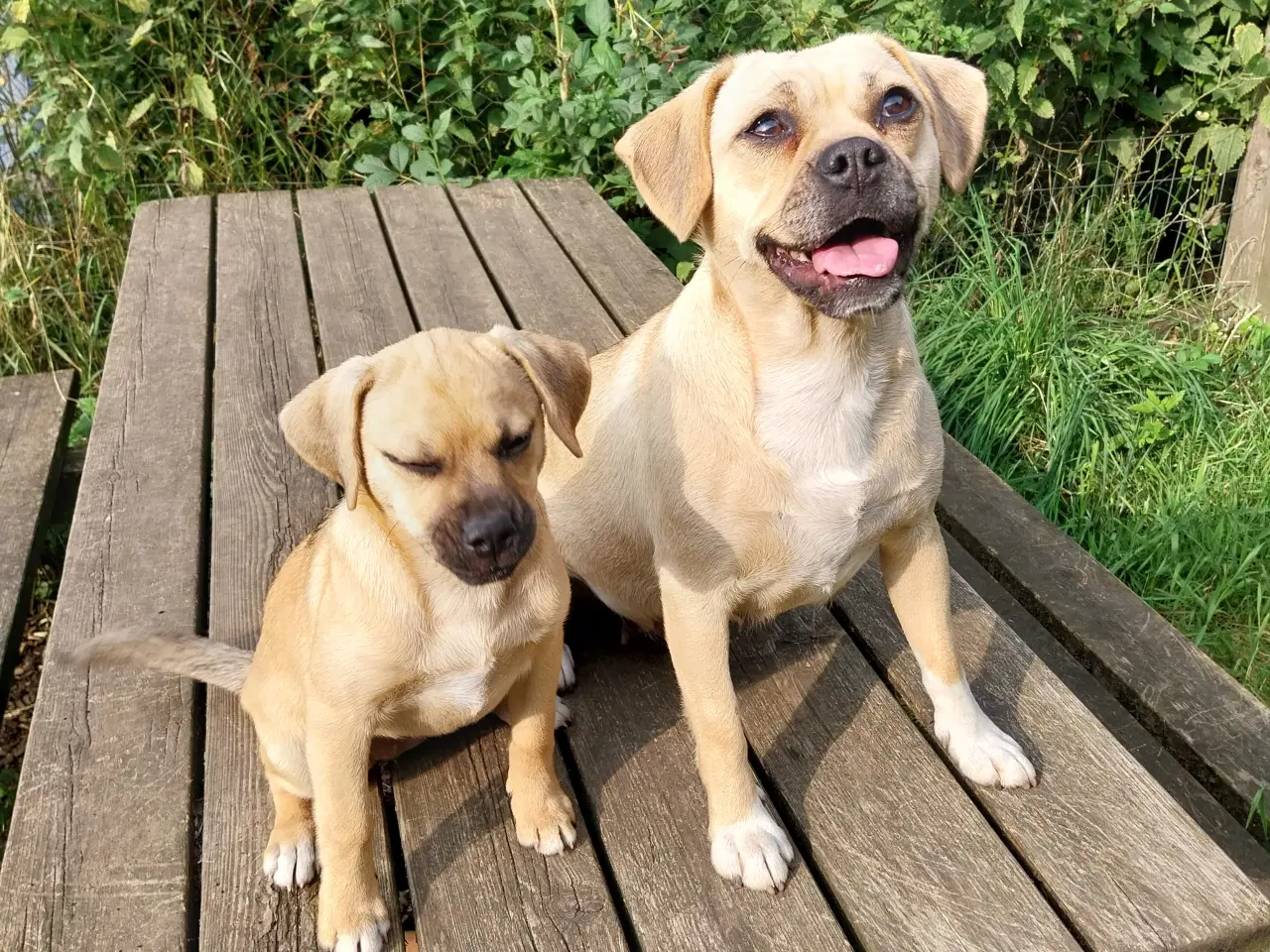 Billede 2 - Dansk svensk gårdhund - mops blandinger