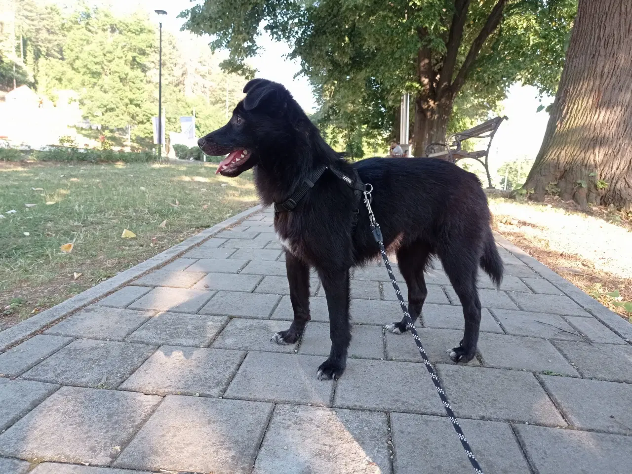 Billede 5 - Negra - 7 kg - 1,5 år