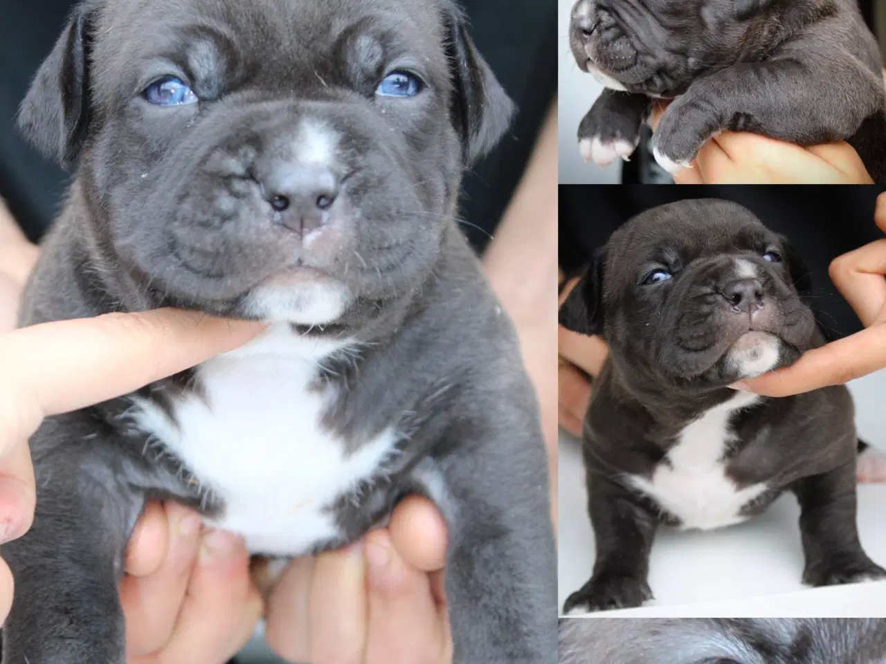 Billede 9 - American Bully XL