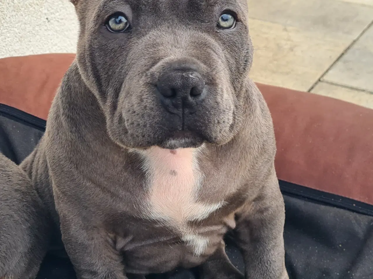 Billede 15 - American Bully Dreng 
