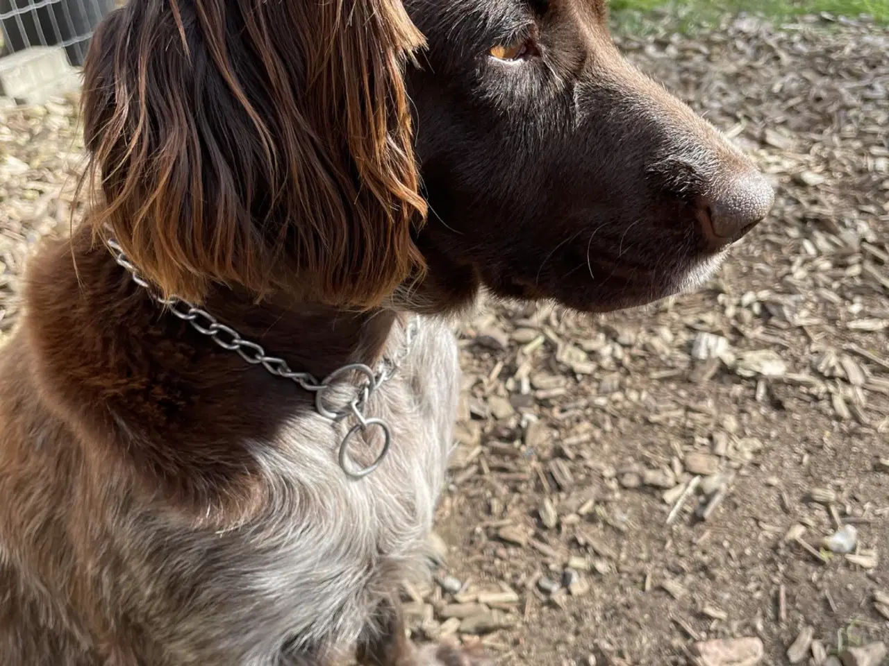 Billede 2 - Kleiner münsterländer og tysk rughåret hvalpe 