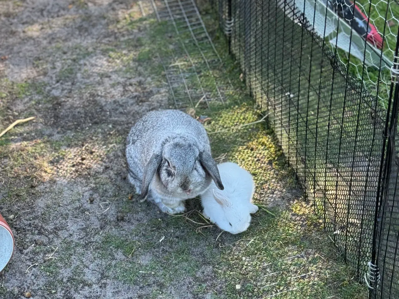 Billede 3 - Mini lop