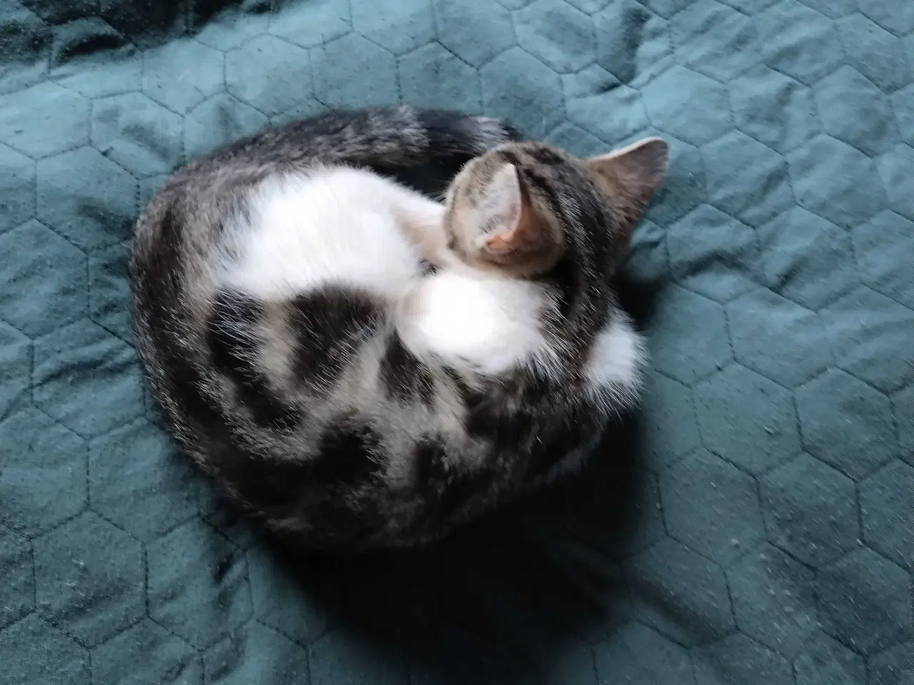 Billede 7 - Kærlige, søde, renlige og legesyge killinger