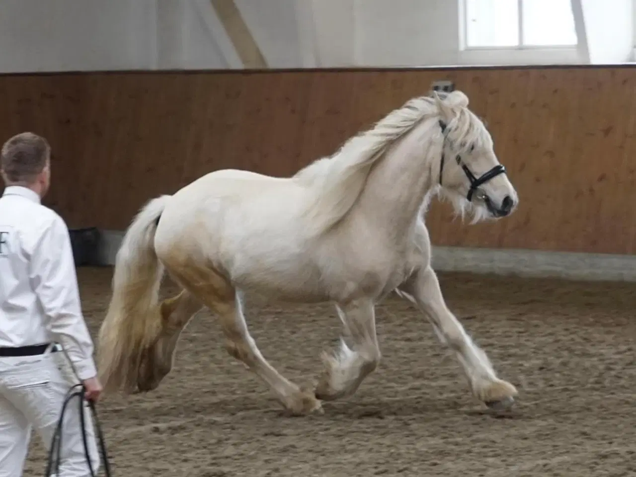 Billede 9 - Irish cob hoppe palomino