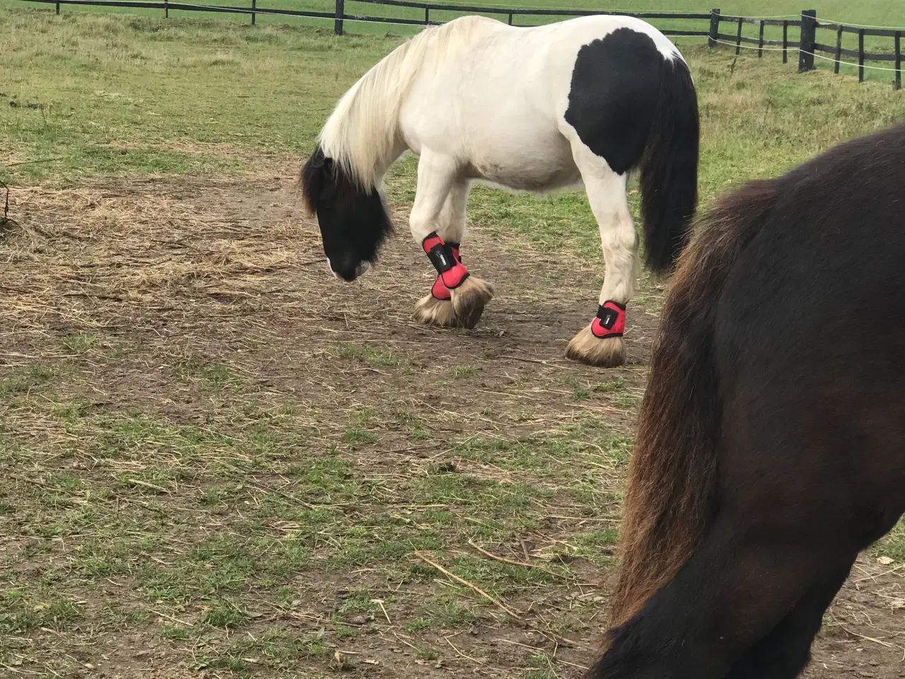 Billede 14 - Sød ung hingst byttes evt til anden hest/pony