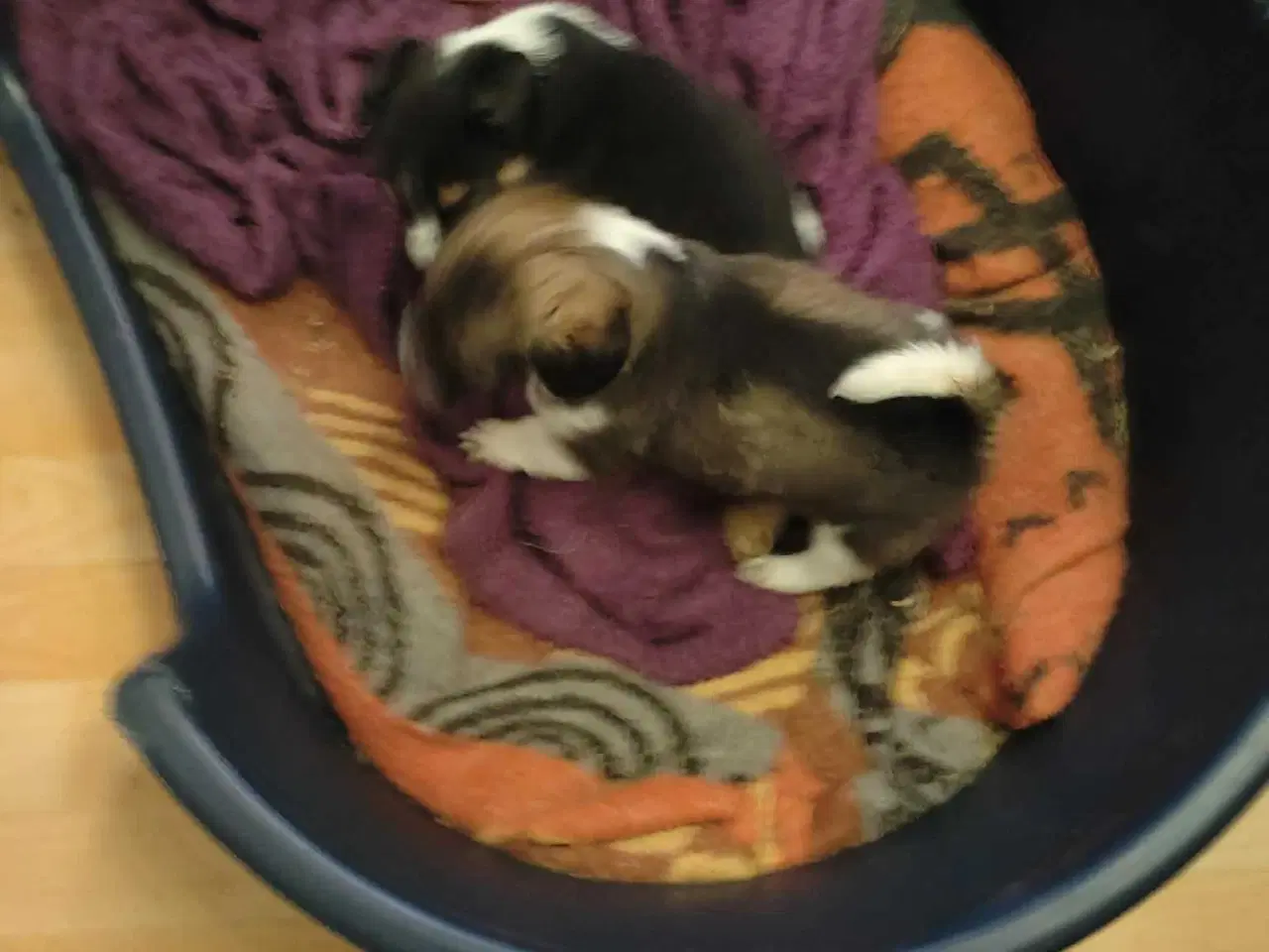 Billede 14 - Jack Russell blanding