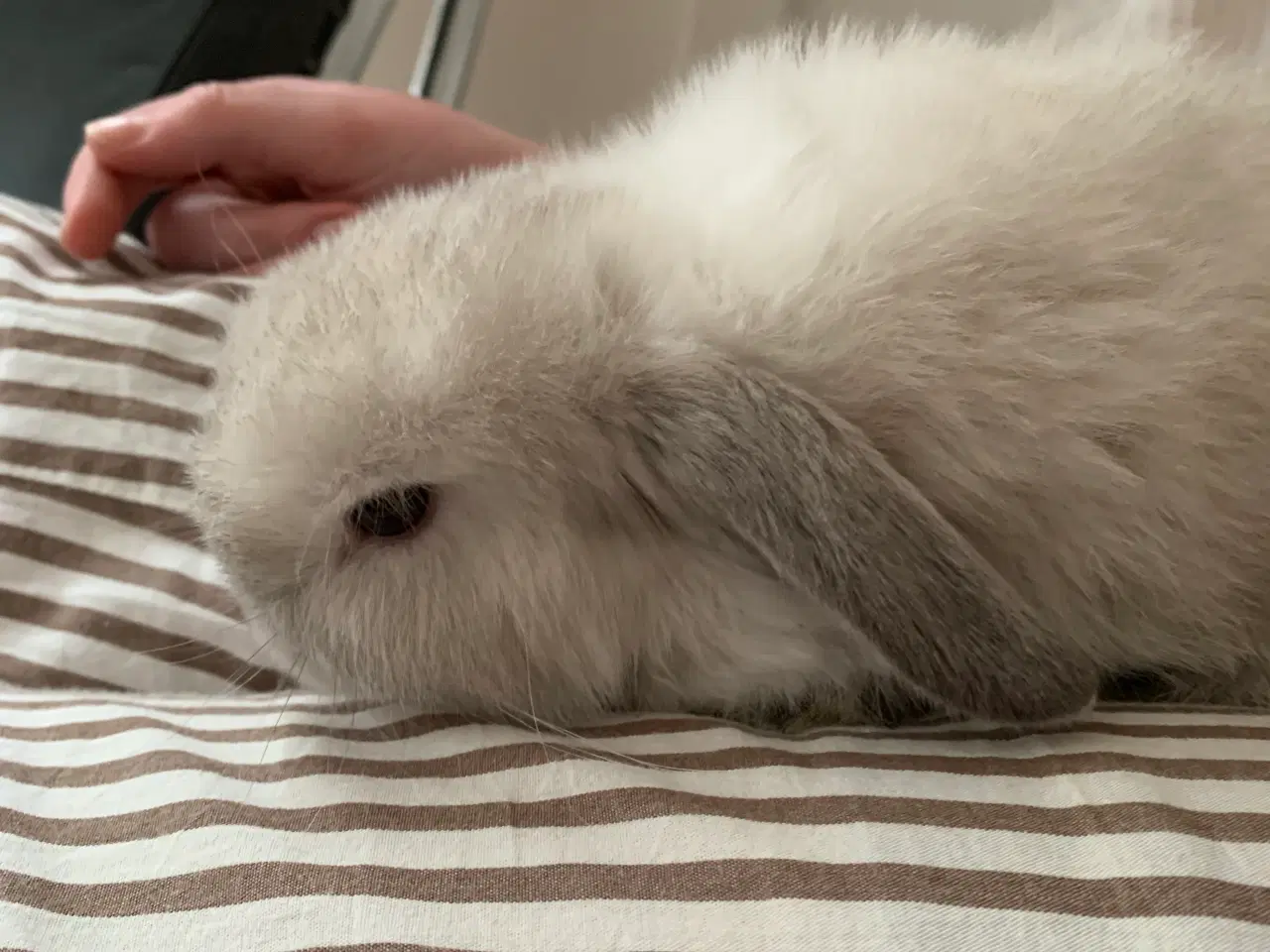 Billede 4 - Mini Lop kanin unge til salg.