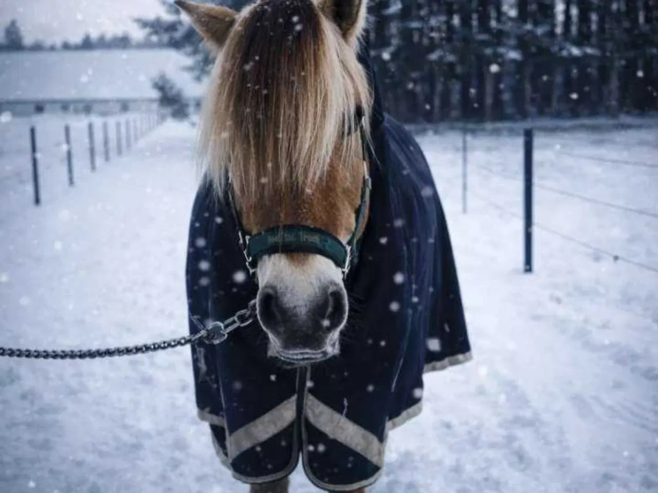 Billede 2 - Fjordhest Marius Skovå 